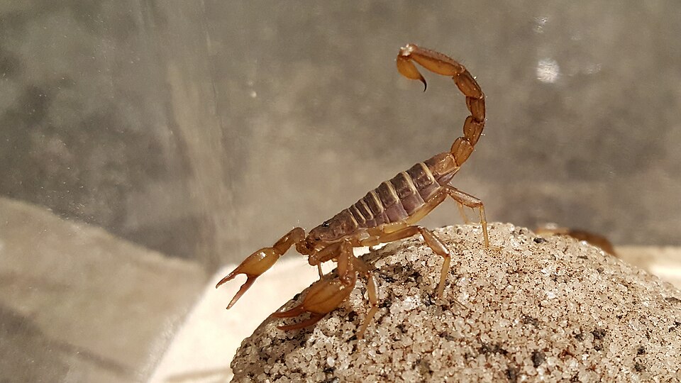 Photo of Northern scorpion
