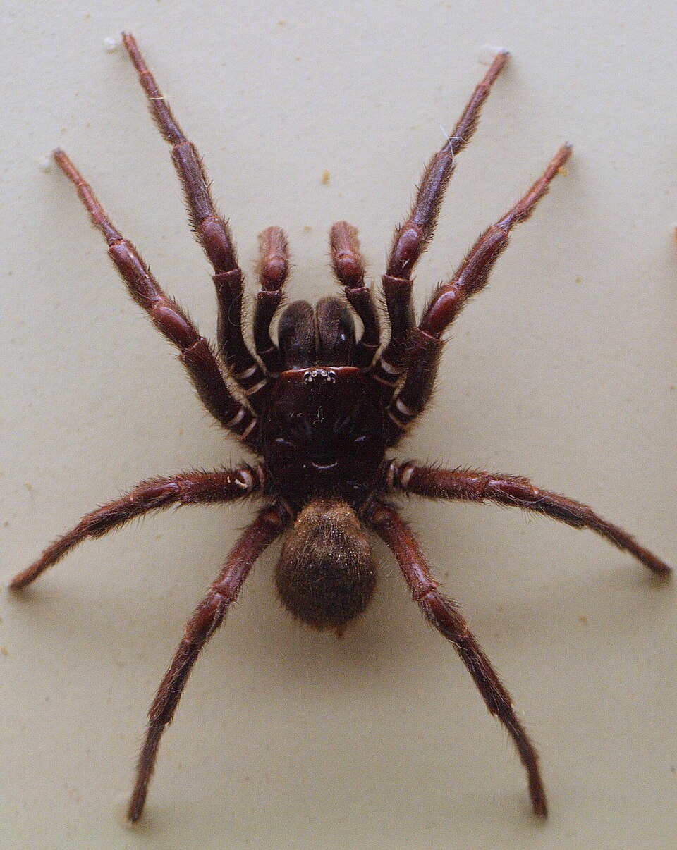 Photo of Northern tree-dwelling funnel-web spider