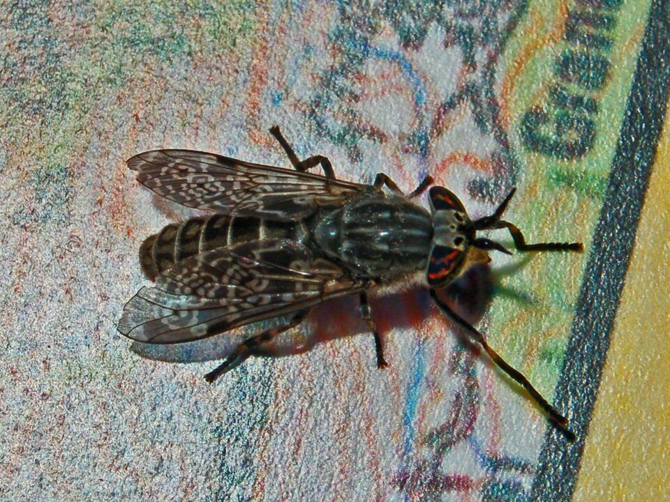 Photo of Notch-horned cleg