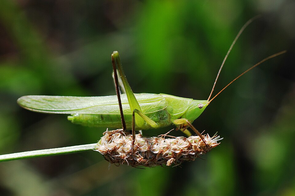 Photo of Nsenene