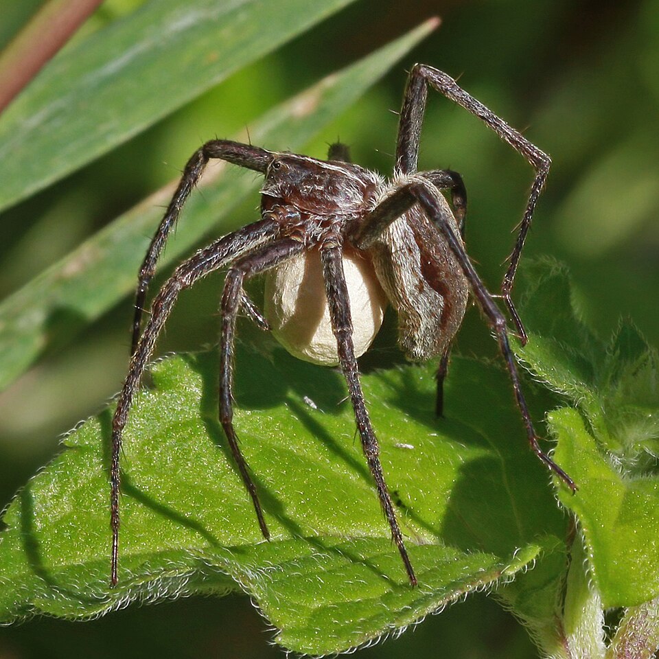 Photo of Nursery web spider