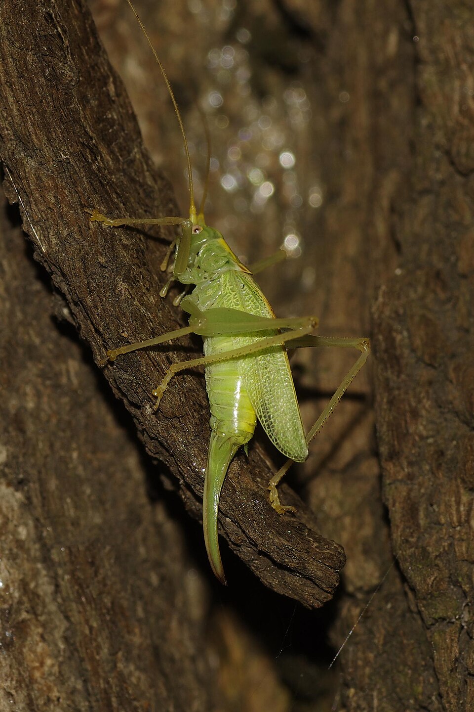 Photo of Oak bush-cricket
