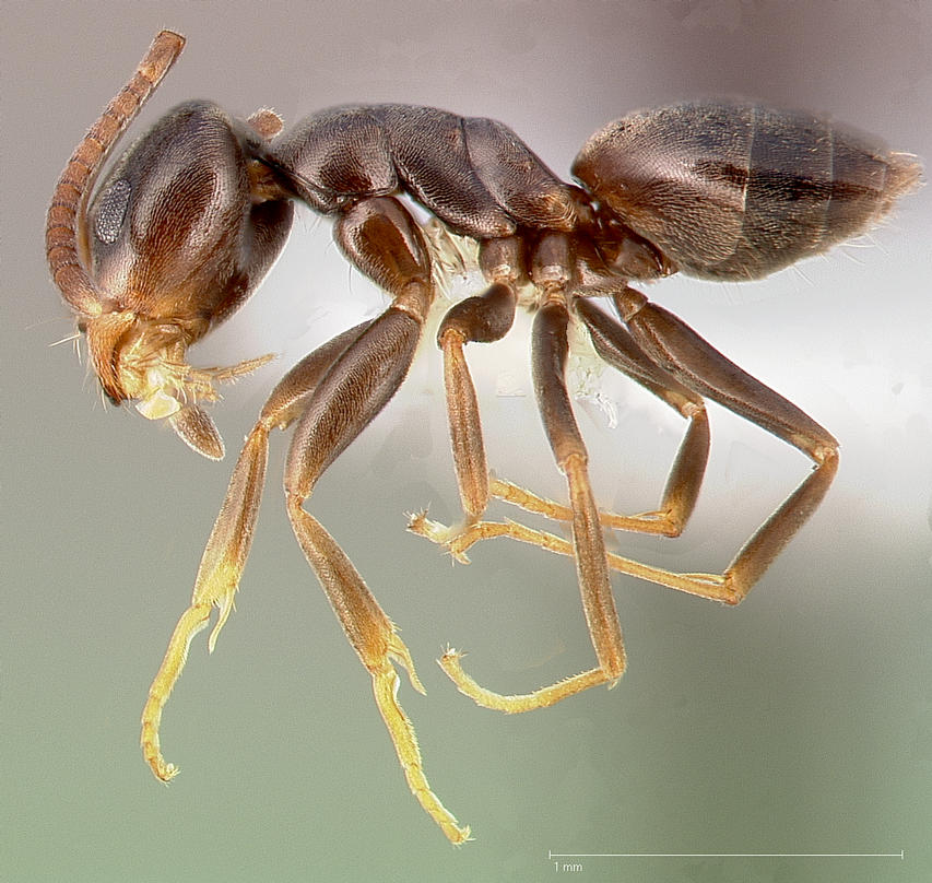 Photo of Odorous house ant