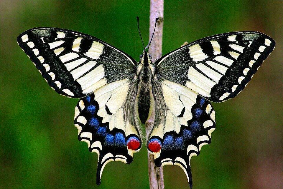 Photo of Old World swallowtail