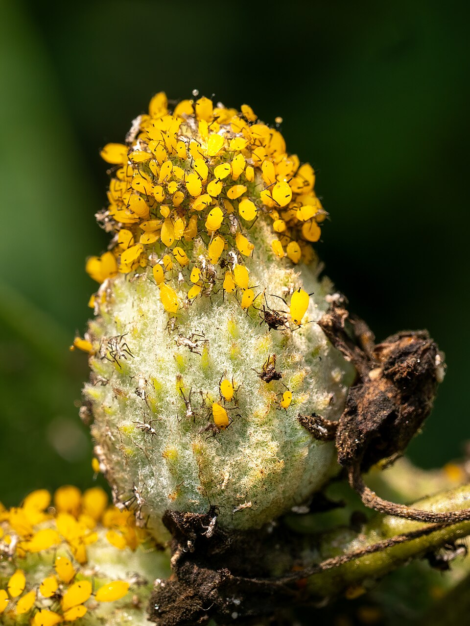 Photo of Oleander aphid