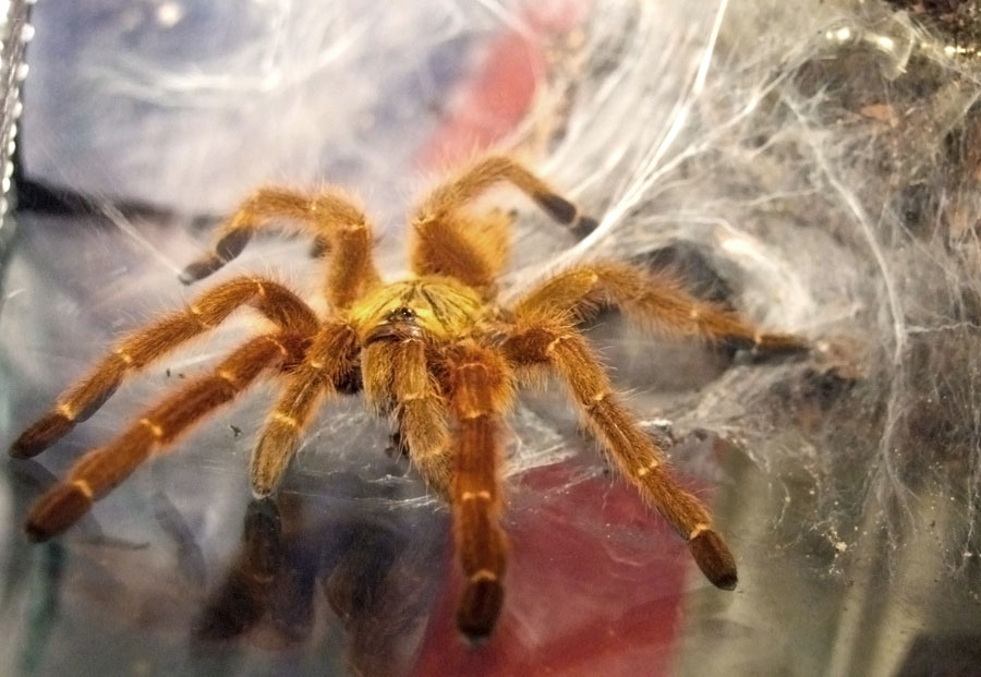 Photo of Orange baboon tarantula