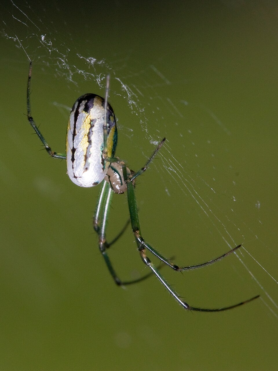 Photo of Orchard spider