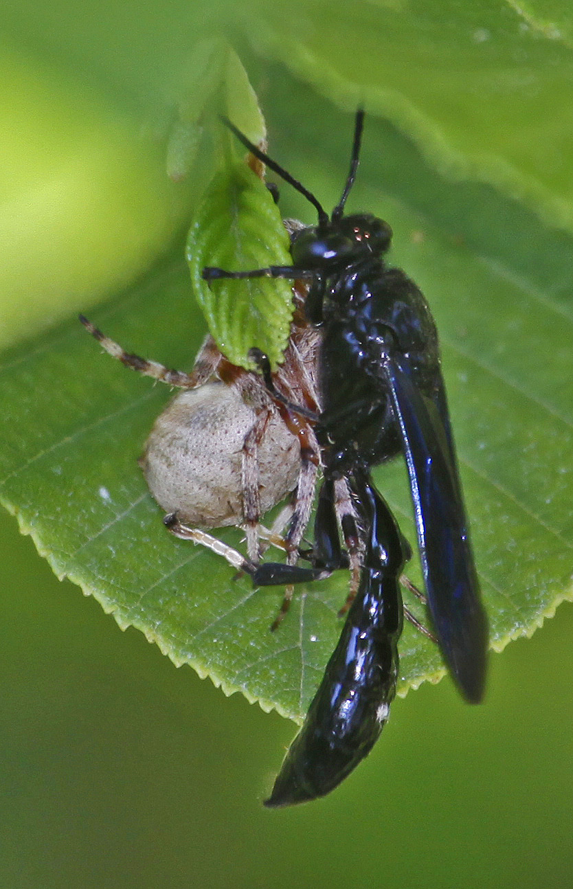 Photo of Organ pipe mud dauber