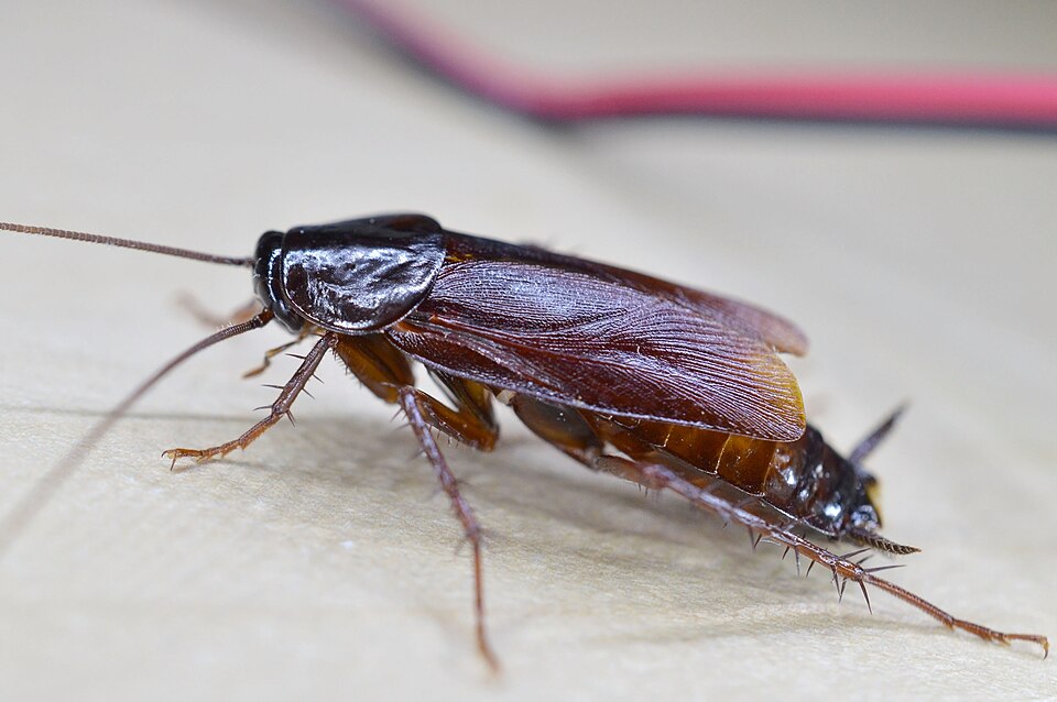 Photo of Oriental cockroach