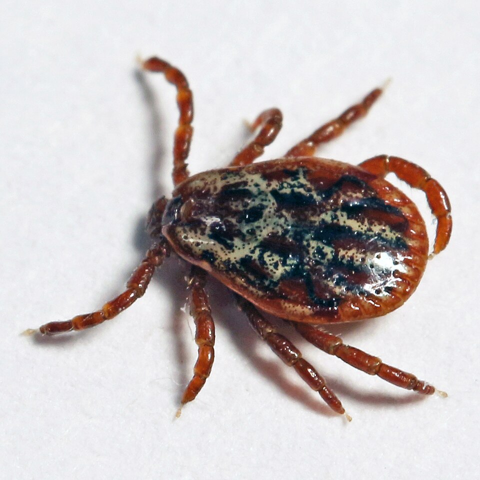 Photo of Ornate cow tick