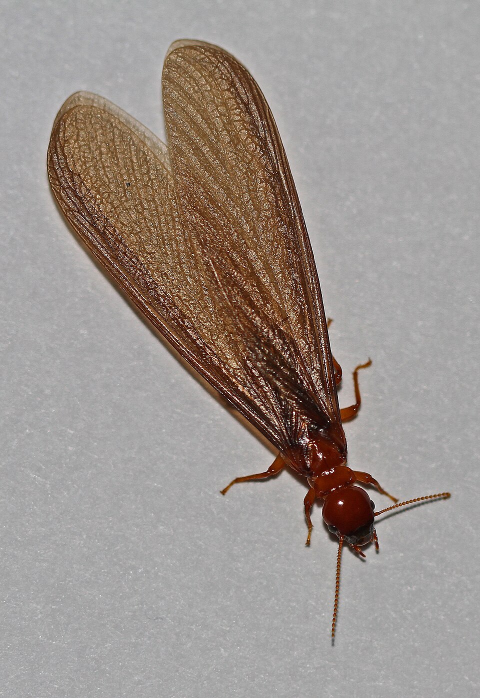 Photo of Pacific dampwood termite