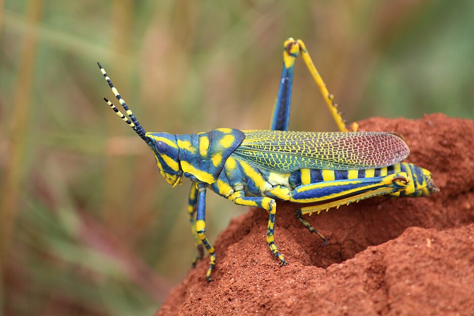 Photo of Painted grasshopper