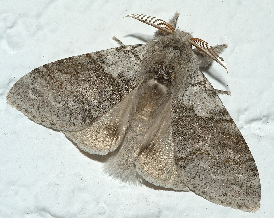 Photo of Pale tussock