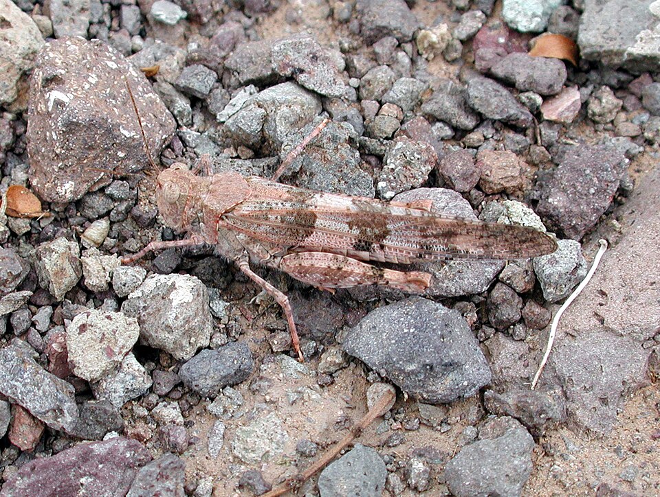 Photo of Pallid-winged grasshopper