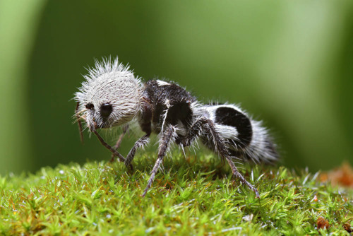 Photo of Panda ant