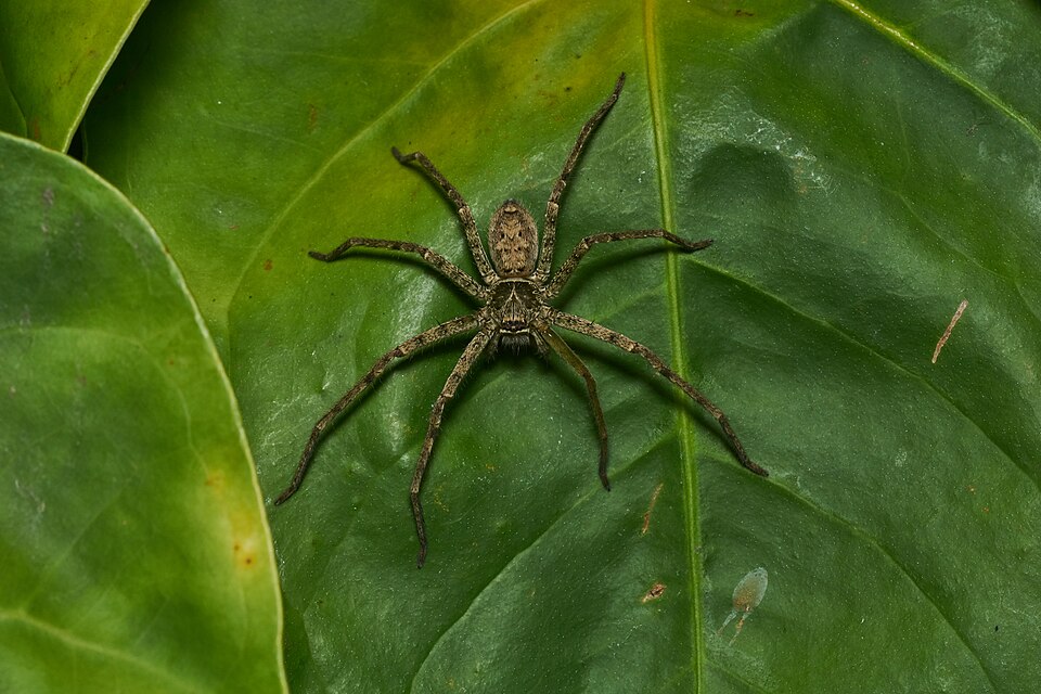 Photo of Pantropical huntsman spider