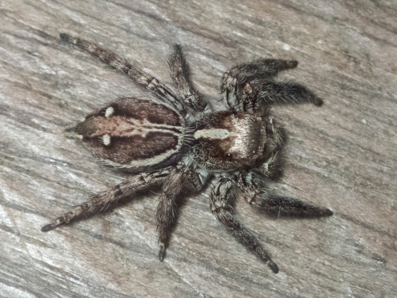 Photo of Pantropical jumping spider
