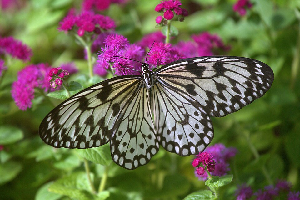Photo of Paper kite butterfly