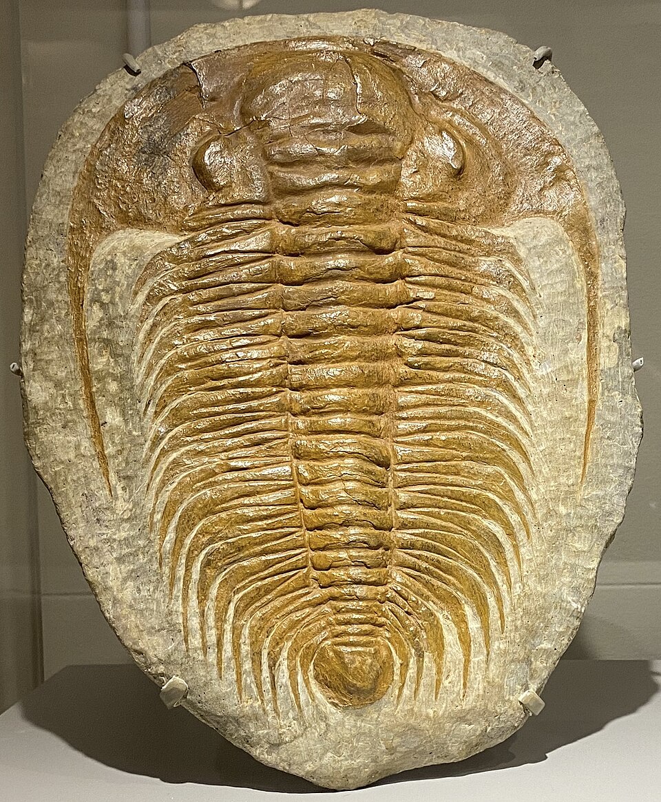Photo of Paradoxides