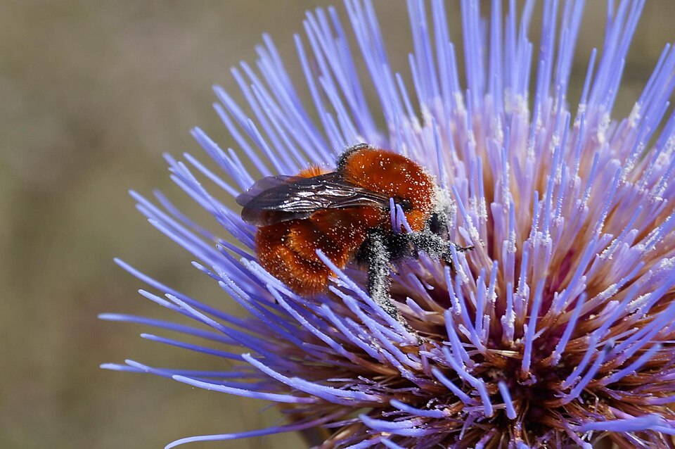 Photo of Patagonian bumblebee