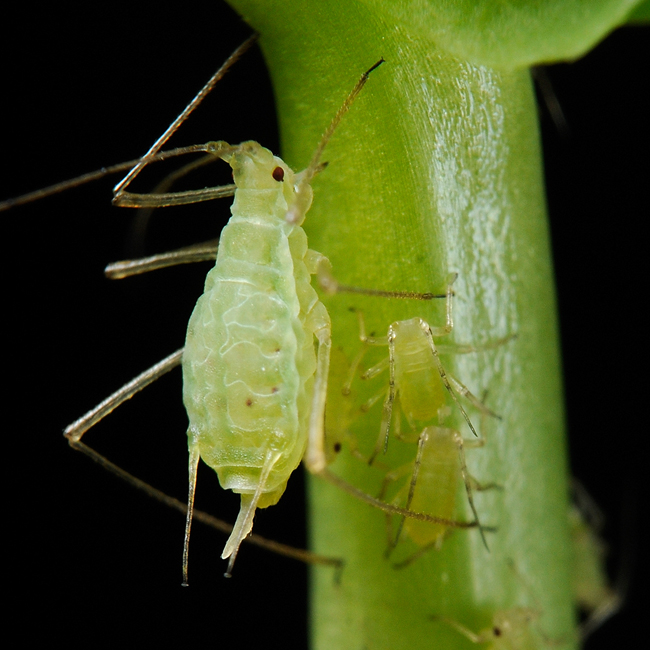 Photo of Pea aphid