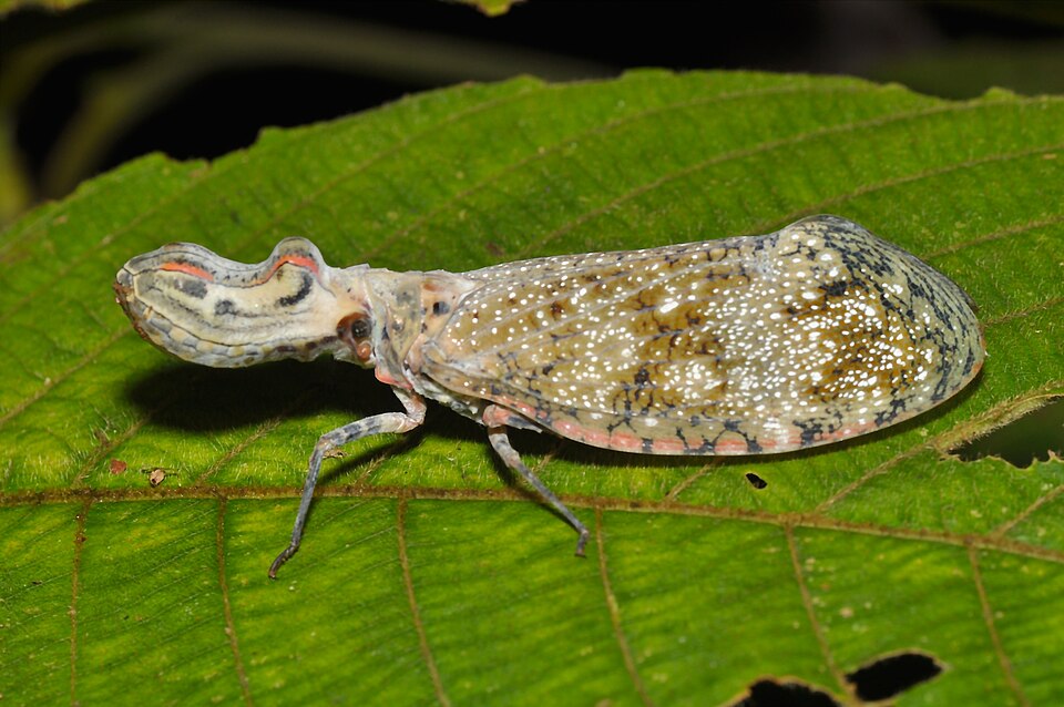 Photo of Peanut bug