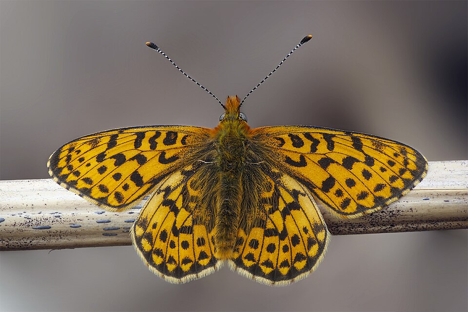 Photo of Pearl-bordered fritillary