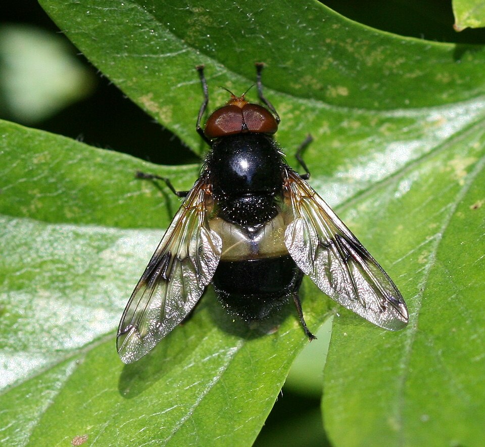 Photo of Pellucid fly