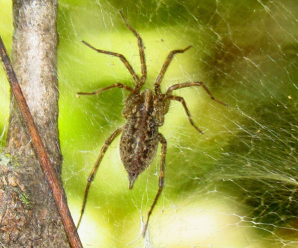 Photo of Pennsylvania grass spider