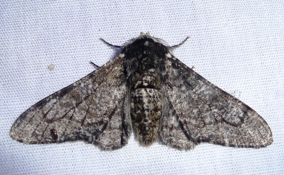 Photo of Peppered moth