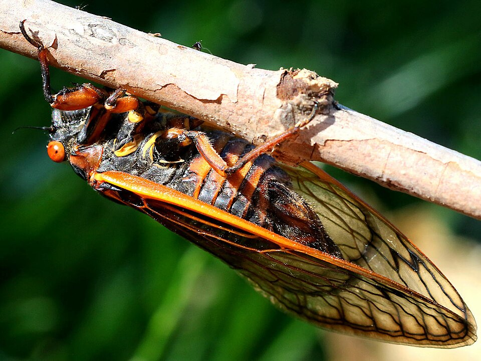 Photo of Pharaoh cicada