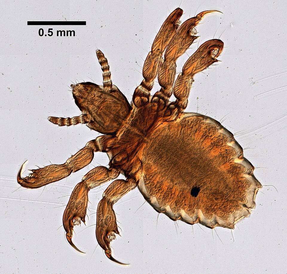 Photo of Pig louse