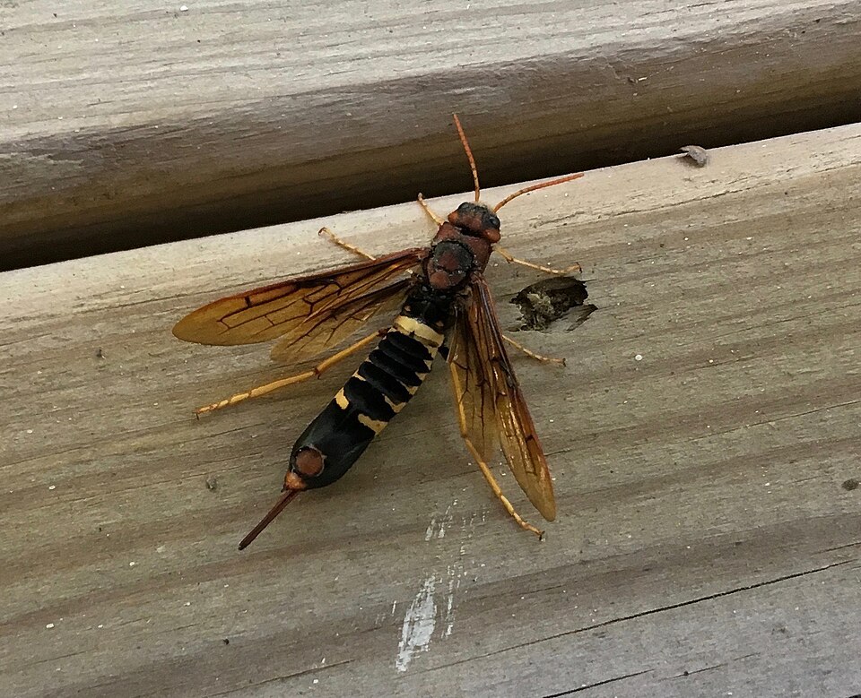 Photo of Pigeon tremex