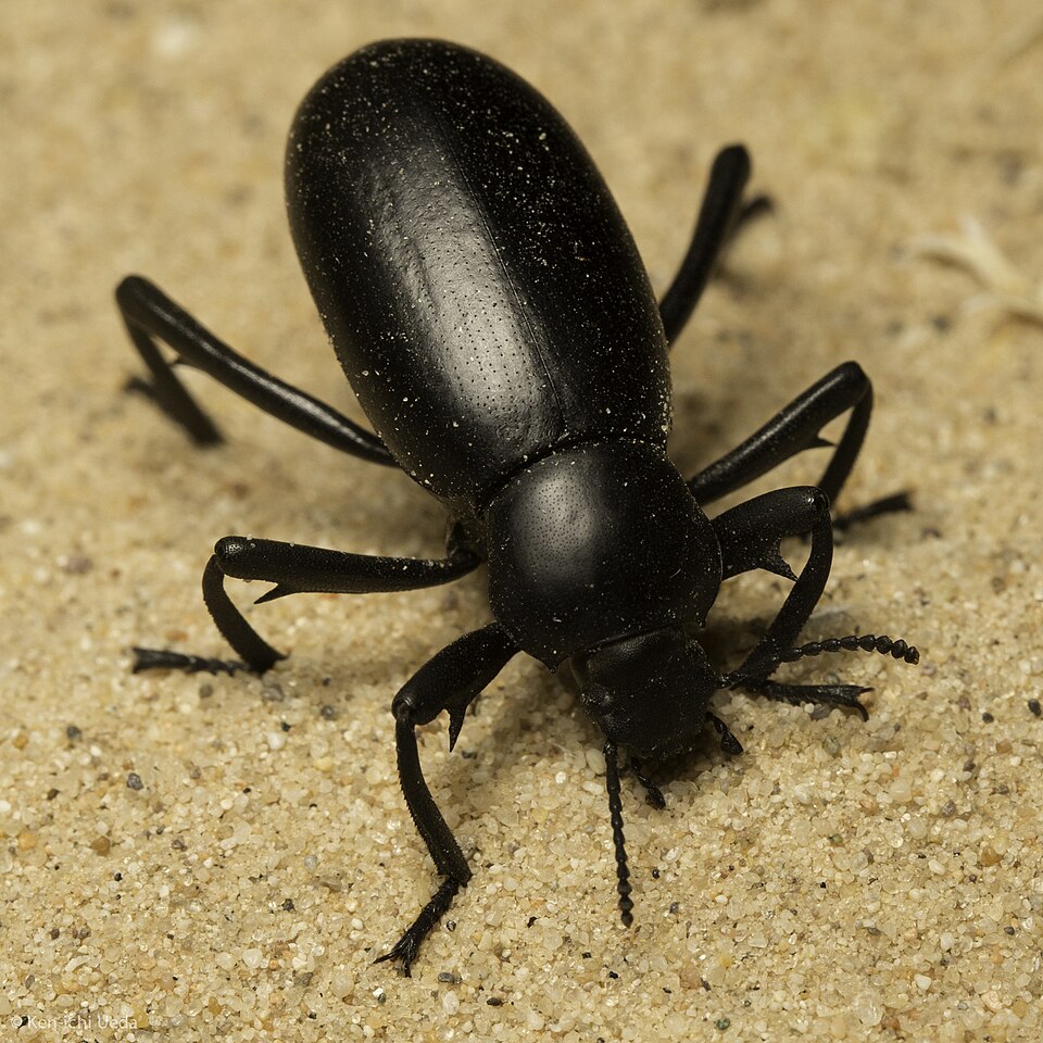 Photo of Pinacate beetle