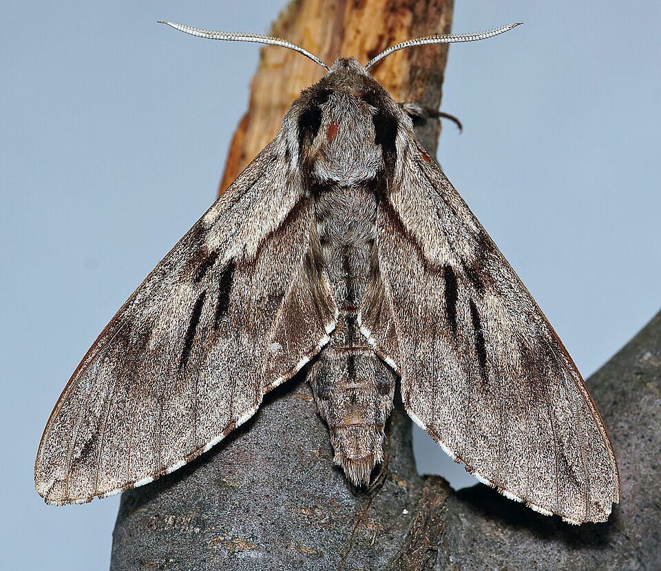 Photo of Pine hawk-moth
