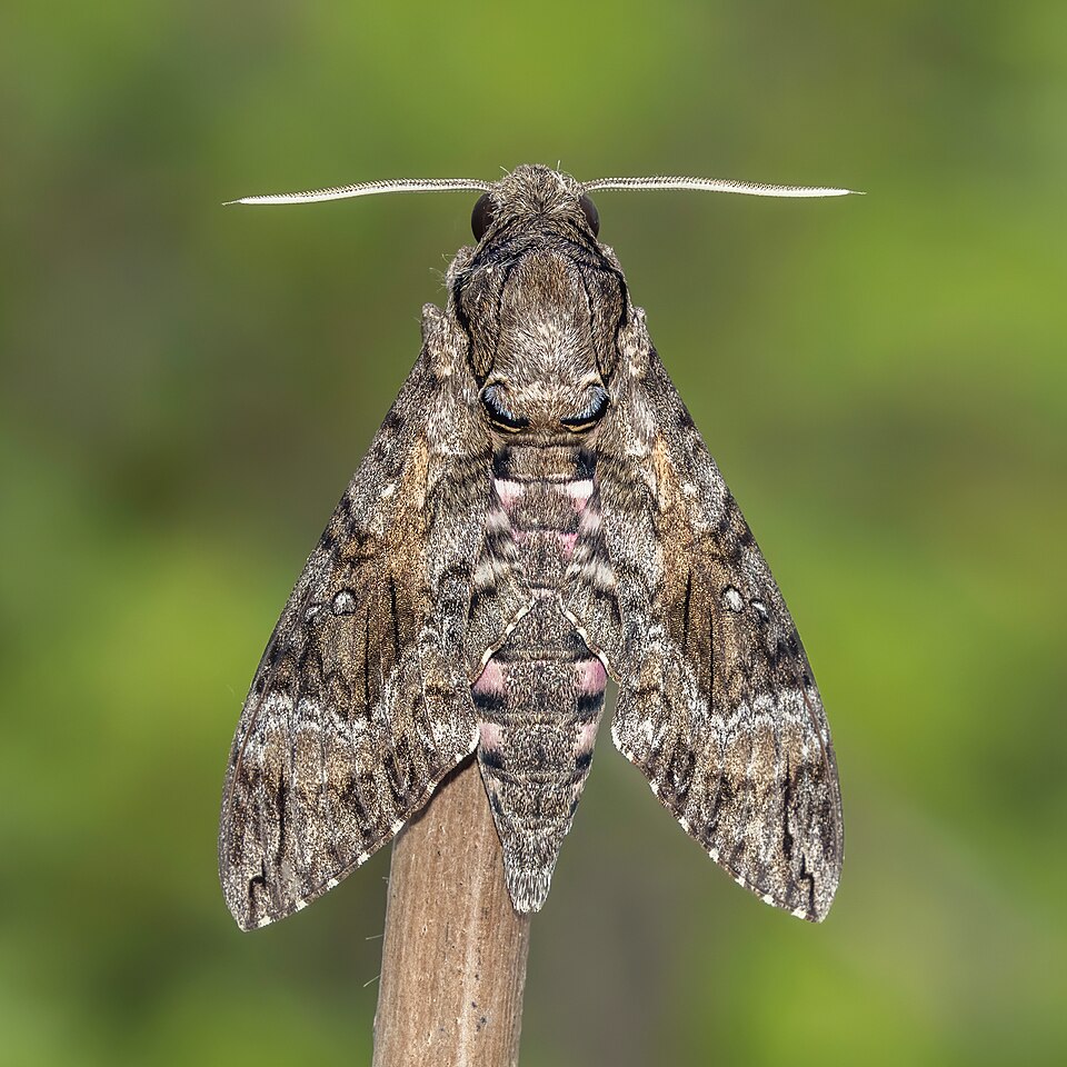 Photo of Pink-spotted hawk-moth