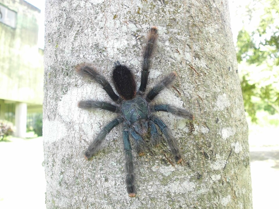 Photo of Pinktoe tarantula