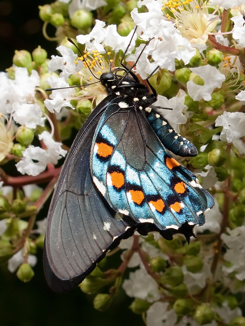 Photo of Pipevine swallowtail
