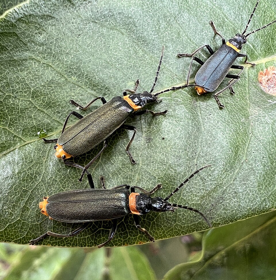Photo of Plague soldier beetle