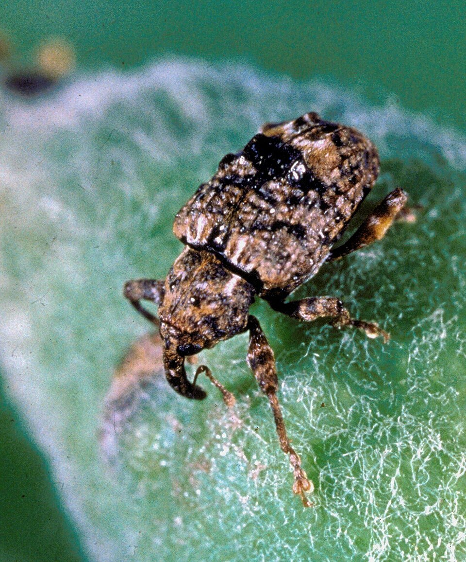 Photo of Plum curculio