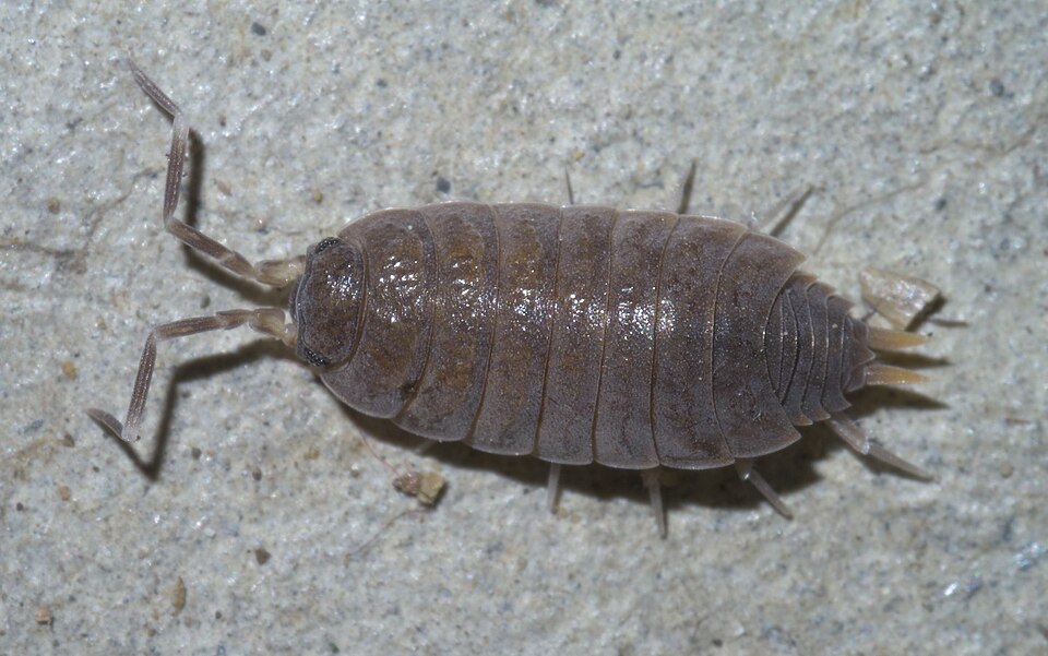 Photo of Plum woodlouse