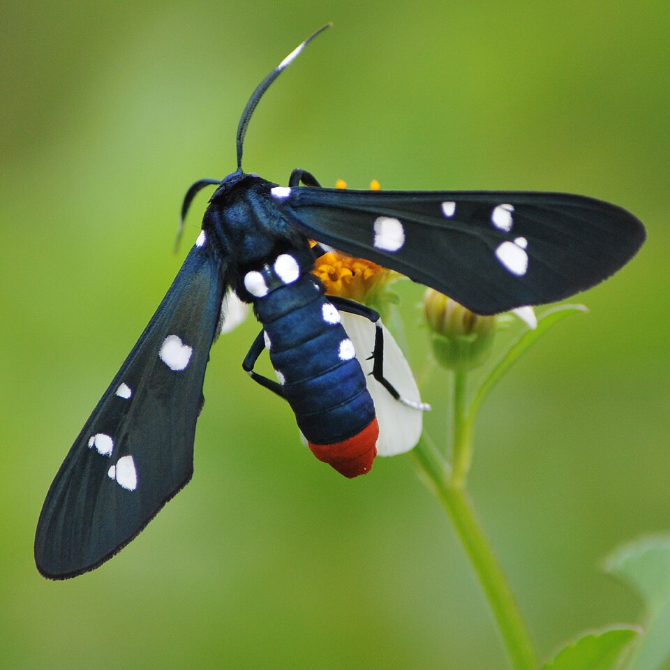 Photo of Polka-dot wasp moth