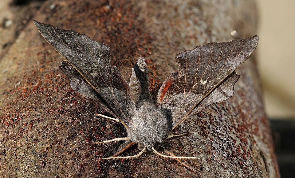 Photo of Poplar hawk-moth