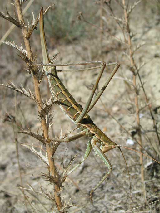 Photo of Predatory bush-cricket