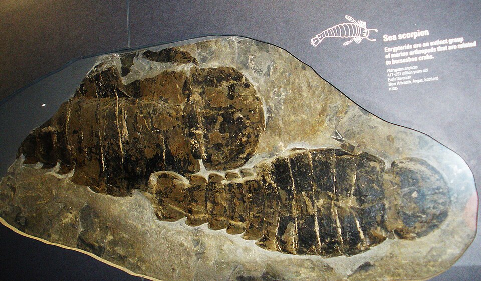 Photo of Pterygotus