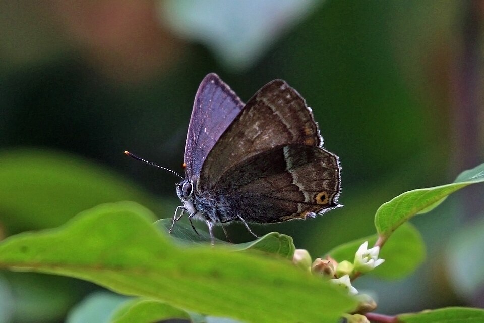 Photo of Purple hairstreak