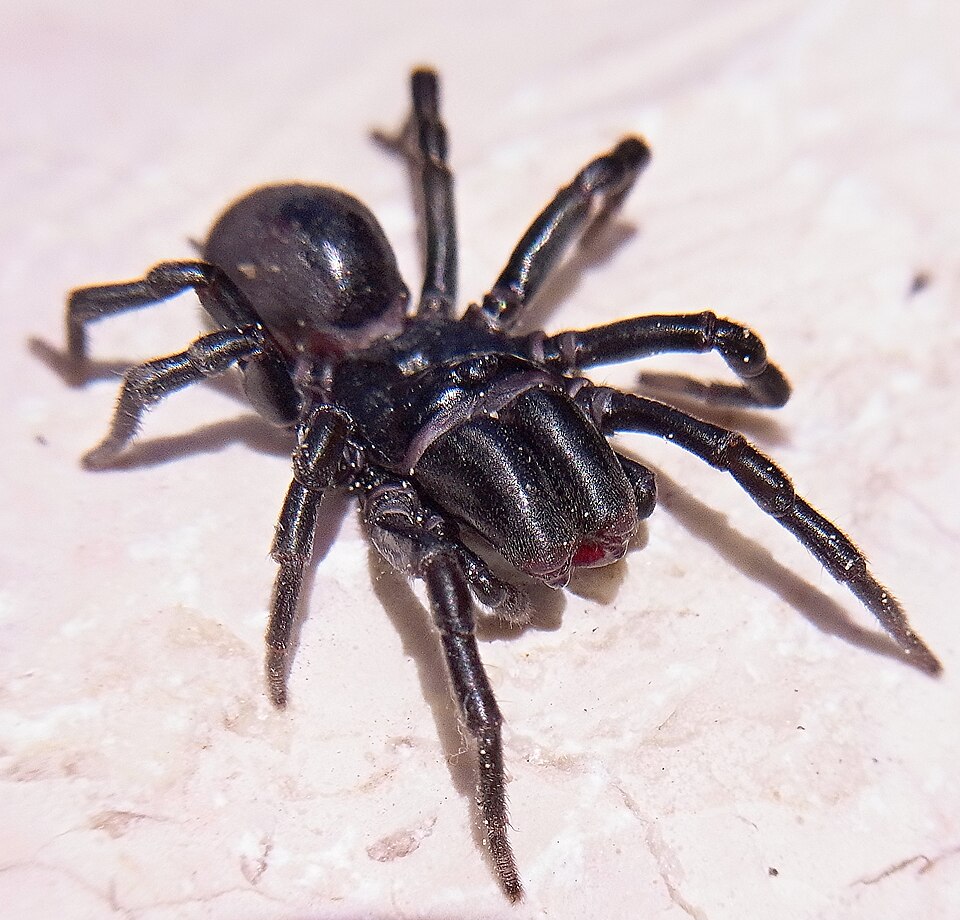 Photo of Purseweb spider