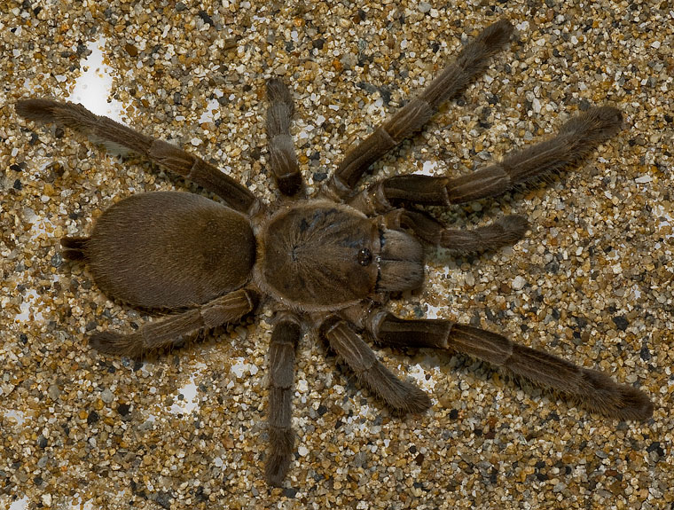 Photo of Queensland whistling tarantula