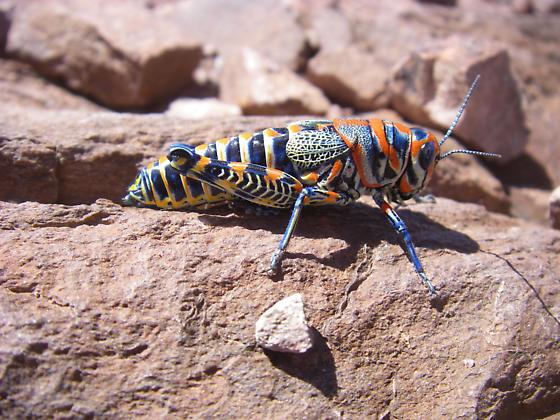 Photo of Rainbow grasshopper