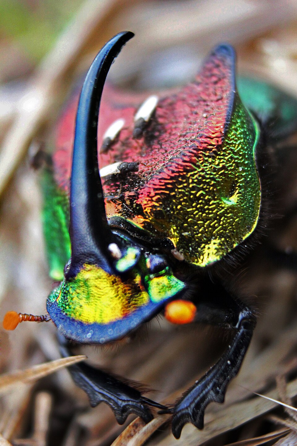 Photo of Rainbow scarab